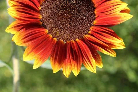 Sunflowers Stock Photos