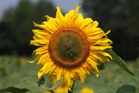 Sunflowers Stock Photos
