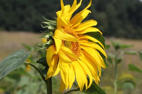 Sunflowers Stock Photos