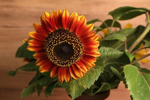 Sunflowers Stock Photos