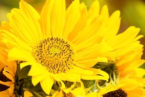 Sunflowers Stock Photos