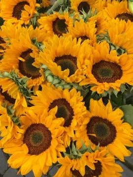 Sunflowers Stock Photos