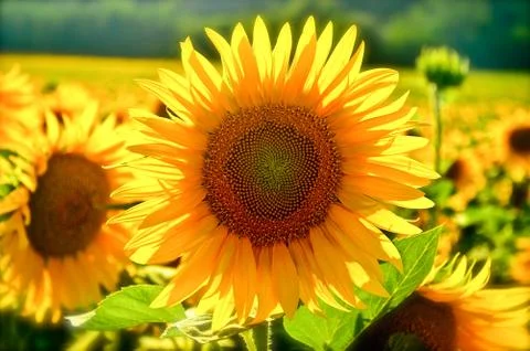 Sunflowers Stock Photos