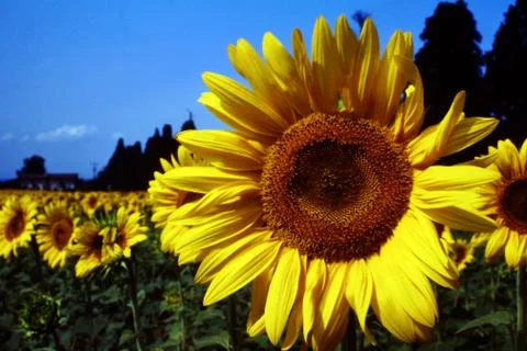SUNFLOWERS Stock Photos
