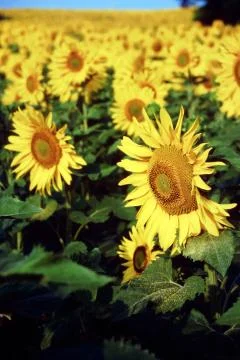 SUNFLOWERS Stock Photos