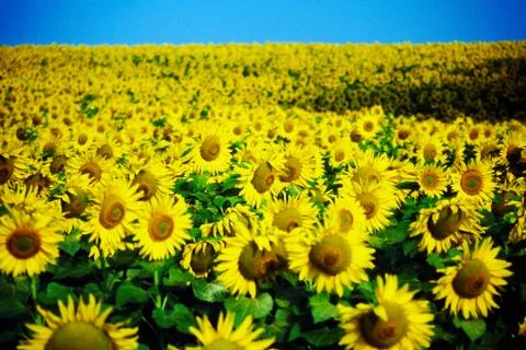 SUNFLOWERS Stock Photos