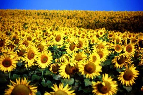 SUNFLOWERS Stock Photos