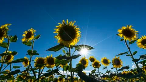 Sunflowers Stock Photos