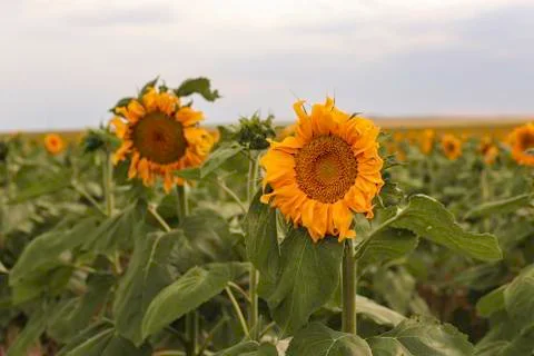Sunflowers Stock Photos
