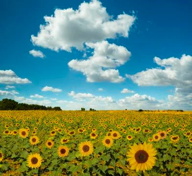 Sunflowers Foto stock