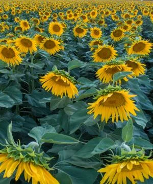 Sunflowers Stock Photos