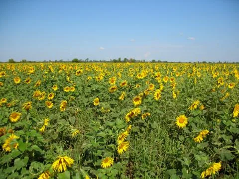 Sunflowers Stock Photos