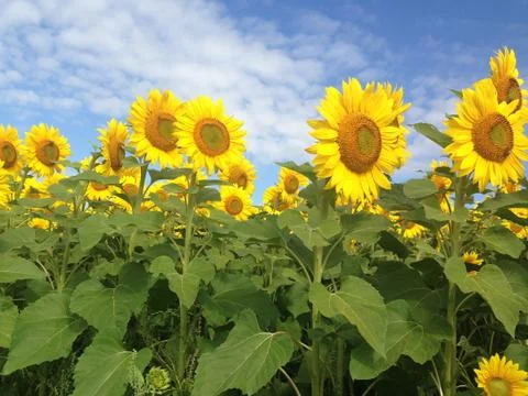 Sunflowers Stock Photos