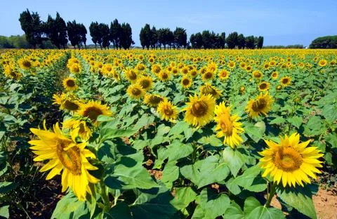 Sunflowers Foto stock