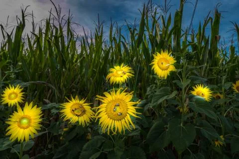 Sunflowers Stock Photos