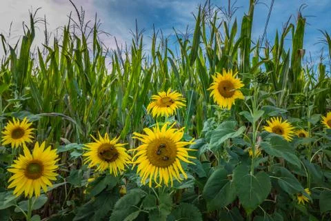 Sunflowers Stock Photos