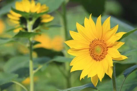 Sunflowers Stock Photos