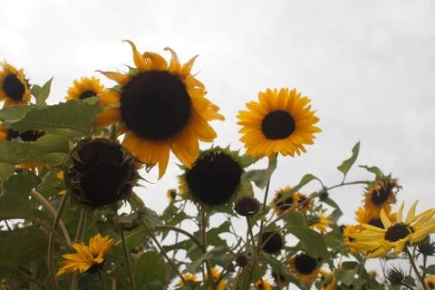 Sunflowers Stock Photos