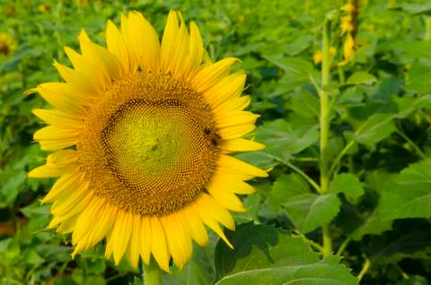 Sunflowers Stock Photos