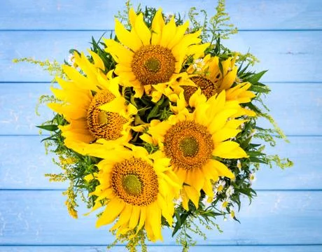 Sunflowers Stock Photos