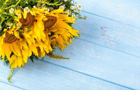 Sunflowers Stock Photos