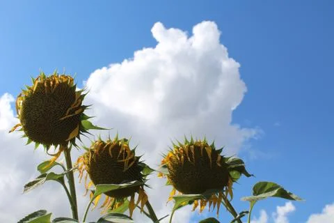 Sunflowers Stock Photos