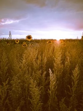 Sunflowers Stock Photos