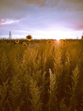 Sunflowers Stock Photos