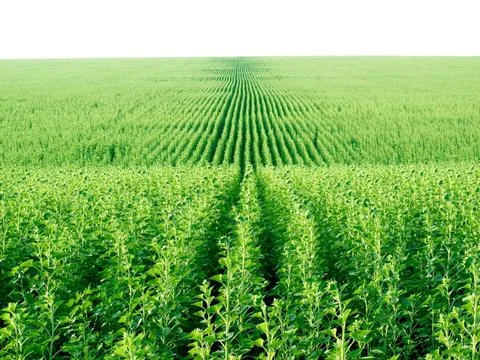 Sunflowers. Stock Photos