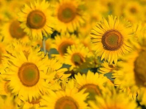 Sunflowers. Stock Photos