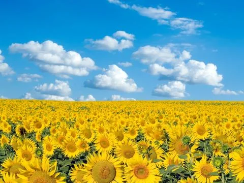Sunflowers. Stock Photos