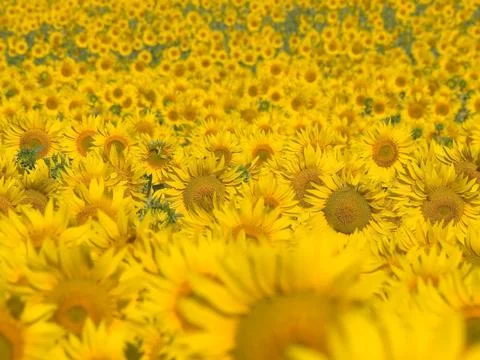 Sunflowers. Stock Photos