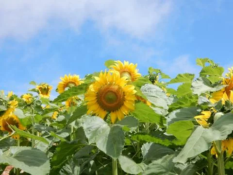 Sunflowers Stock Photos
