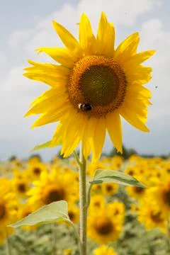 Sunflowers Stock Photos