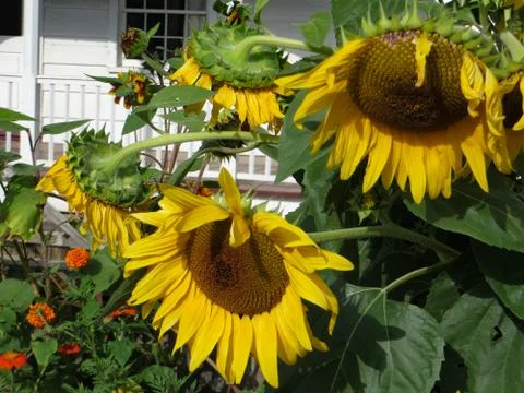 Sunflowers Stock Photos