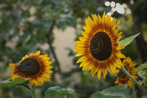 Sunflowers Stock Photos