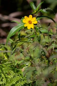 Sunflowers Stock Photos