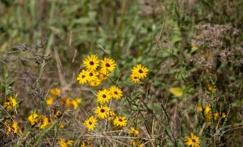 Sunflowers Stock Photos