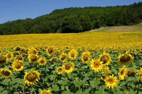 Sunflowers Stock Photos