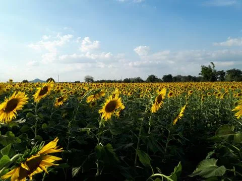 Sunflowers Fotos de archivo