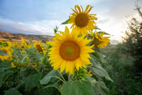 Sunflowers 库存照片