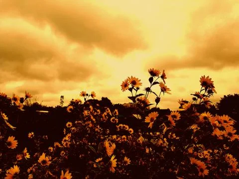 Sunflowers Stock Photos