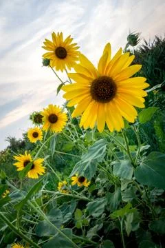 Sunflowers Foto stock