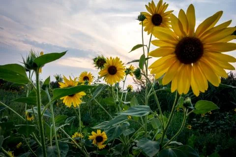 Sunflowers Foto stock
