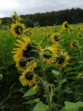 SUNFLOWERS Stock-Fotos