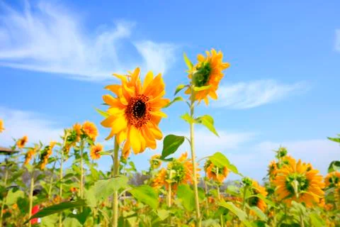 Sunflowers Stock Photos