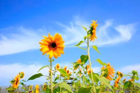 Sunflowers Stock Photos