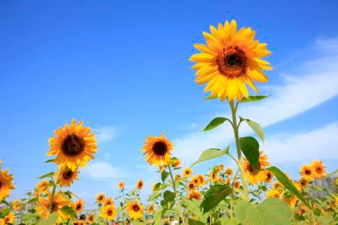 Sunflowers Stock Photos