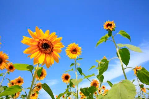 Sunflowers Stock Photos