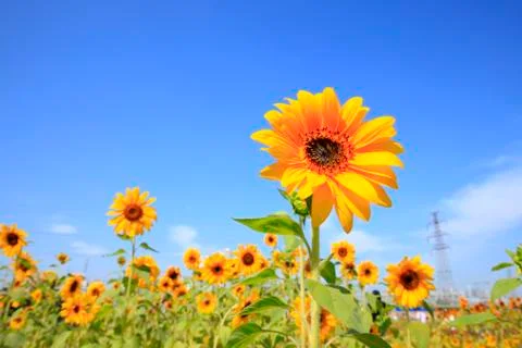 Sunflowers Stock Photos